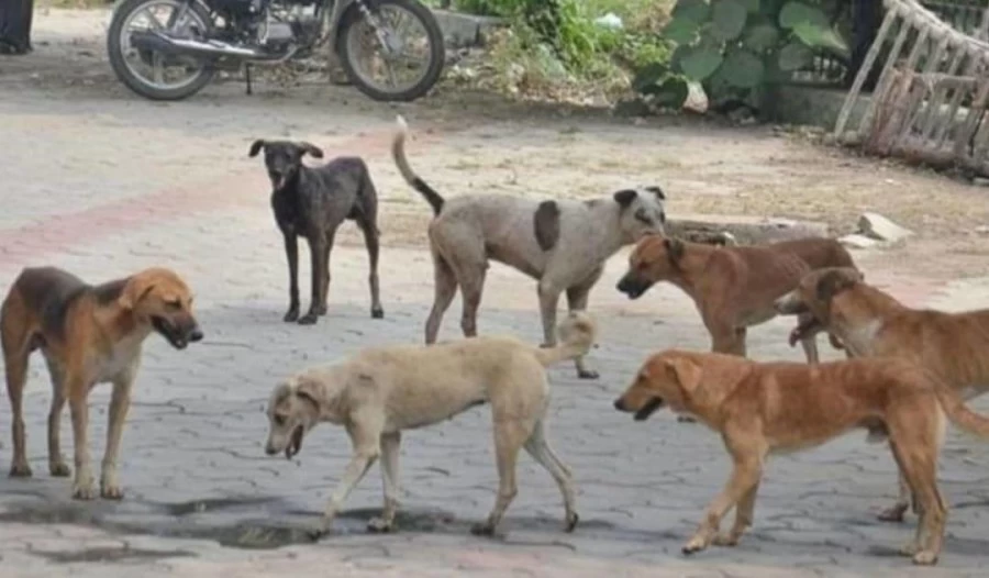 dog bites a child attackers killed 29 dogs :