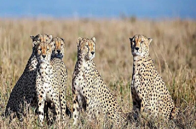 Why Cheetah extinct from india