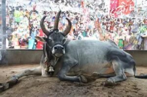 Death of Nandi bull