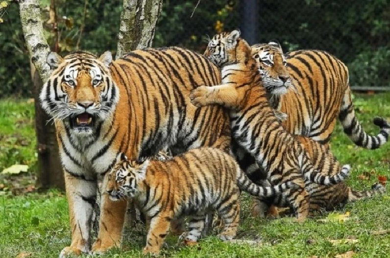 Tigers of MP will roar in Chhattisgarh