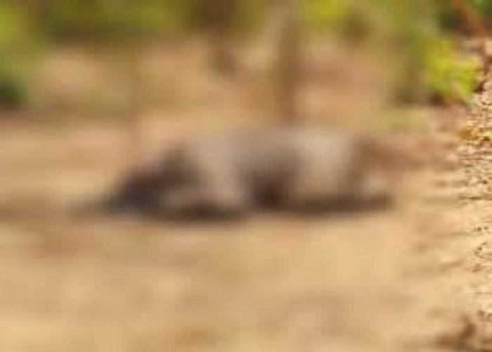Elephant dead body found