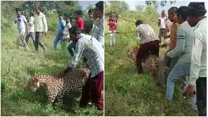Villagers Ride Sick Leopard