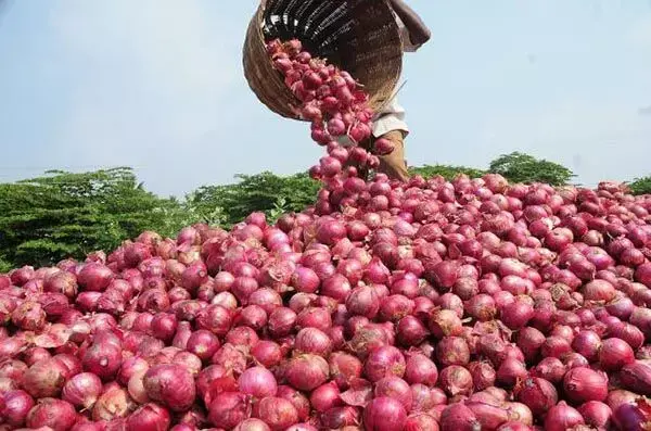 Onion Price Today in Raipur